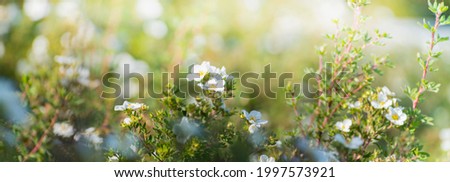 Beautiful panoramic scenery with white flowers and bokeh background