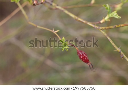 Buds on branches of trees spring flowering