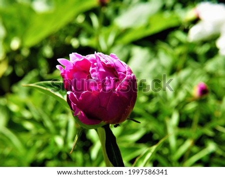 Close-up of a pink peony plant ready to bloom with a little ant hiding under the flower bud and blurred vegetation in the background
