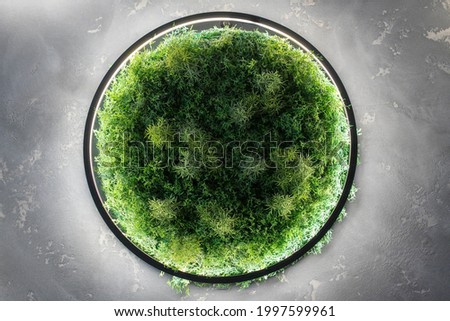 Green moss on the wall in the form of a painting. Beautiful black frame for a picture. Round one frame made of moss. Ecology.