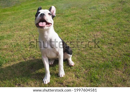 Boston Terrier puppy sitting on grass outside looking up smiling
