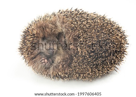 Cute european hedgehog funny sleeping on a white background
