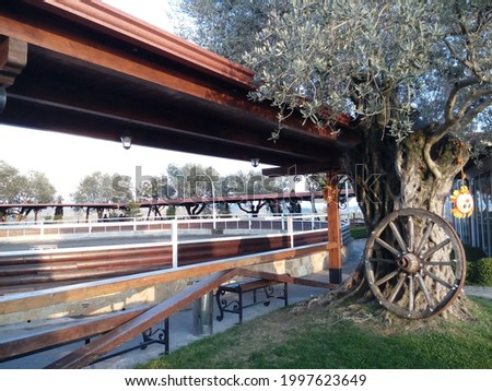 Decoration corner with an old wooden wheel resting on an olive tree next to a horse arena in Kavaja Rock, Durres, Albania