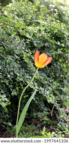 Orange tulip.
 Orange tulip on a green background. Close-up. Background picture.