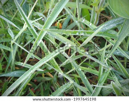 lush grass covered with dew