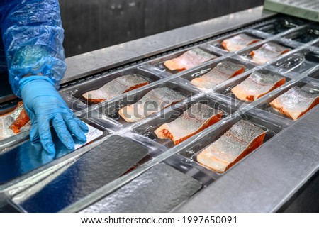 The worker places the pieces and wedges of salmon by hand in the conveyor in the trays for vacuum packing. Royalty-Free Stock Photo #1997650091