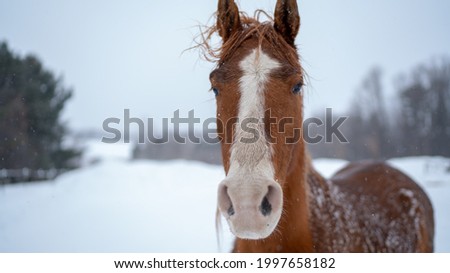 Horse patently wanting attention on a winter day. 