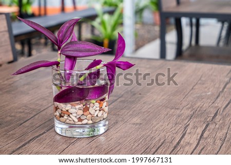 Inch Plant or Wandering Jew Plant growing on water propagation in a clear glass with colorful pebbles, on a wooden table as a decorative indoor plant. Royalty-Free Stock Photo #1997667131