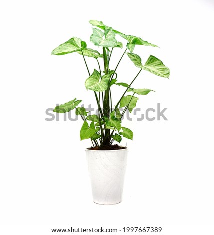 Syngonium podophyllum in a white pot, white background.