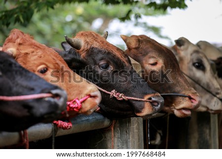 Cows or cattle ,sapi and goats at the animal market Royalty-Free Stock Photo #1997668484