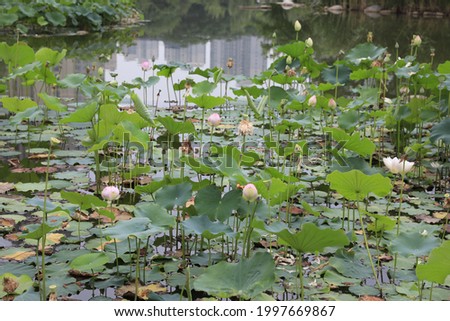 Lotus in full bloom in Xi 'an Park
