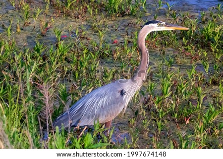 Great Blue Heron standing in the marsh