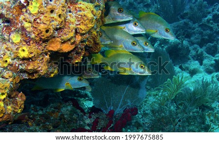 Schoolmaster Snappers on the reef