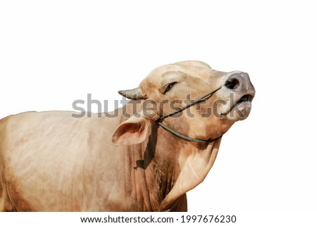 One cow or sapi on a white background Royalty-Free Stock Photo #1997676230