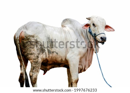 One cow or sapi on a white background Royalty-Free Stock Photo #1997676233
