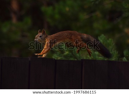 Squirrel runs by the fence 