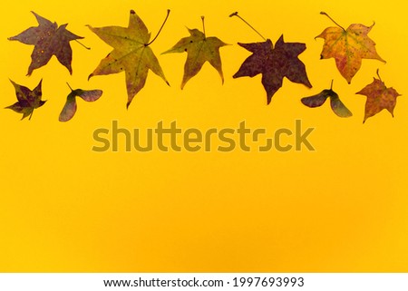Autumn dry leaves isolated on yellow background. Rowan, maple, birch leaf. Beautiful floral fall background forest leaves. Season decoration for autumn thanksgiving banner, sale ads, card, print.