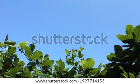 Trees with beautiful blue sky, space for text. copy space, negative space