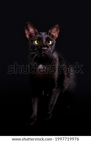 hanu, the cross eyed black cat.