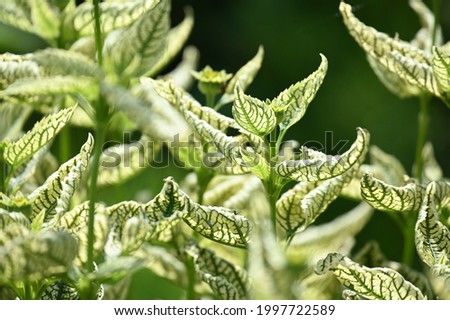 perennial flowering park plant with many variegated leaves