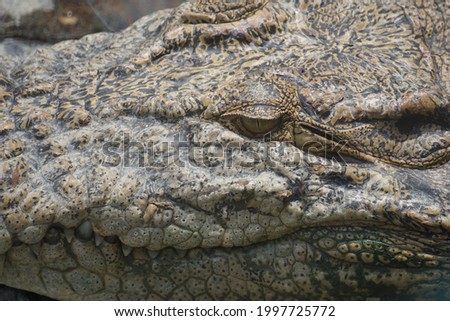 macro photo of the crocodile's eye