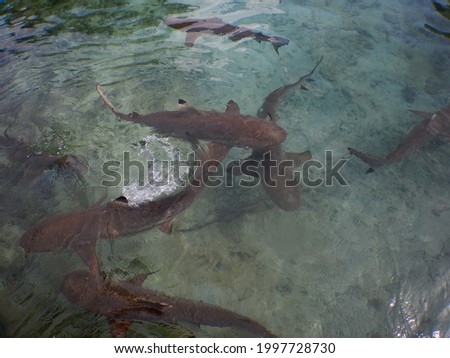 Beautiful baby shark breeding in Karimun Java, Indonesia