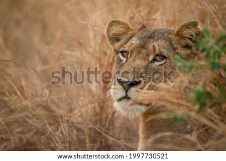 close up photo of a female lion