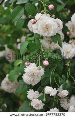 White with pink blush Hybrid Sempervirens rose (Rosa sempervirens) Felicite et Perpetue blooms in a garden in June Royalty-Free Stock Photo #1997732270