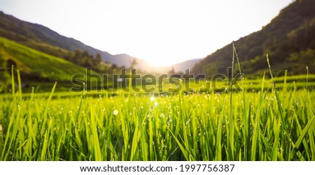 Abstract natural under the bright sun in the fresh morning background with green grass and bokeh in green image