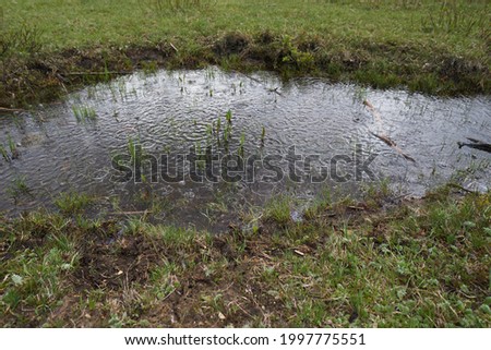 muddy puddle in the grass. High quality photo