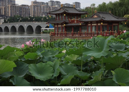 Lotus flowers in full bloom at the Qujiangchi Heritage Park in Xi 'an.