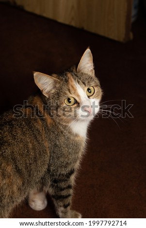 Cute tabby cat's close-up. Beautiful animal portrait.