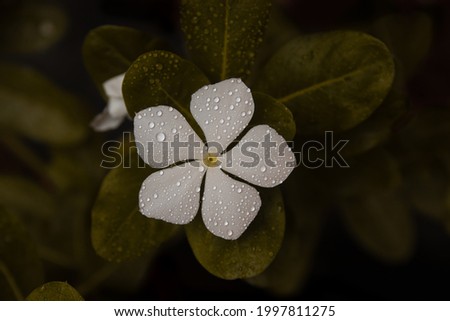 A white flower with water droplets