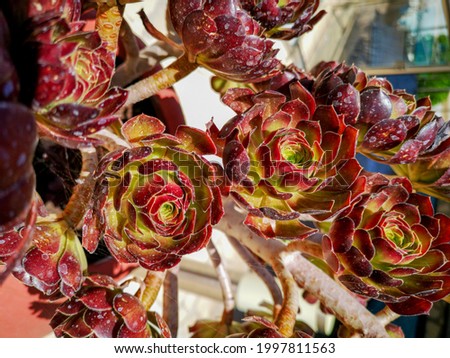 Red Succulents flowers. Kalanchoe - Rose of desert. Flowers growing from a succulent plant
