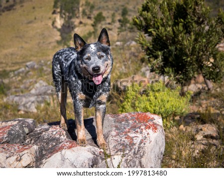 A young Australian Cattle Dog (Blue Heeler) standing on a large rock outdoors facing the camera with his mouth open