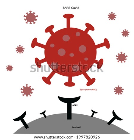 The Spike protein (RBD) of Novel coronavirus or SARS-CoV-2 Specific bind to ACE2 receptor of the host cells. The Red icon of COVID-19 (SARS-CoV-2) : Spike Protein(RBD) and ACE2 receptor of Human cell. Royalty-Free Stock Photo #1997820926