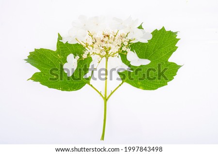 Branch of viburnum with white inflorescences and green leaves on white background. Studio Photo.