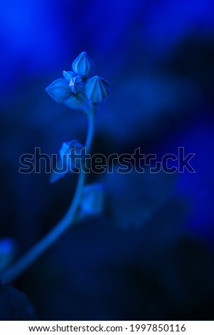 abstract blue natural plant background with soft focus