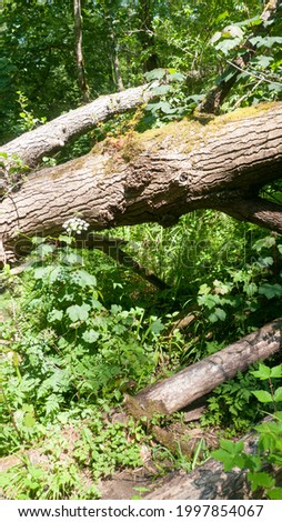 Fallen bark tree in a green forest