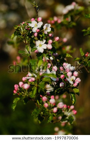 Apple tree branch blooming in the garden. Idyllic spring landscape