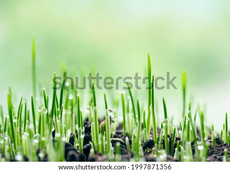Grass baby sprouts. Fresh green spring grass in the ground with dew drops closeup. Abstract nature background