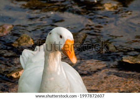 Portrait of a white domestic goose looking at the camera against the background of a rocky pond shore