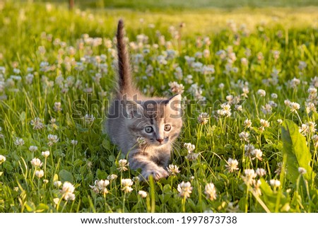 little cute gray kitten cat playing on the grass in summer. High quality photo Royalty-Free Stock Photo #1997873738