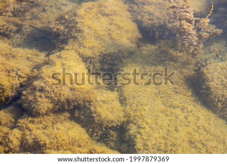 algae on the rocks in the water