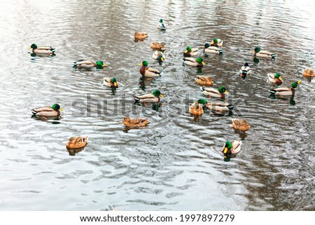 Flock of mallards on the water . Wild ducks on the lake 