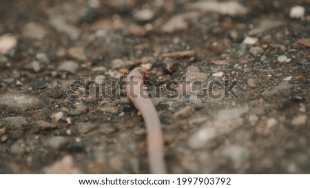 A worm in the dirt
