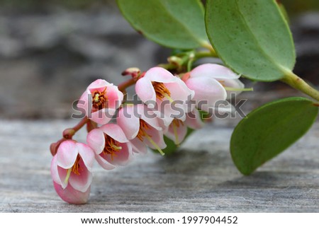 A blooming sprig of cranberries on a gray wooden board on a blurry backdrop. Close up. A beautiful summer picture for a calendar or postcard.

