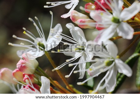 Pink buds and white flowers of the labrador with long stamens and a pistil on a dark vegetable backdrop. Close up, selective focus, low depth of field. Beautiful summer picture, background, wallpaper.