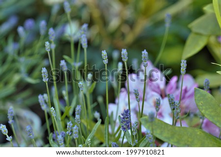 Close-up photo of purple flowers, large and small. Photo with blurred background.