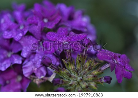 Close-up photo of purple flowers, large and small. Photo with blurred background.